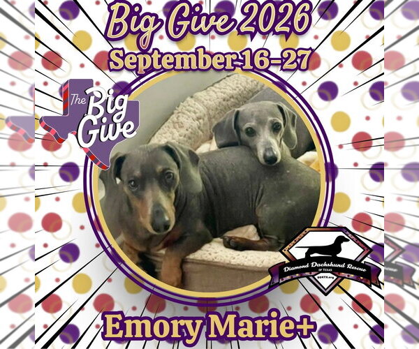 Medium Photo #4 Dachshund Puppy For Sale in San Antonio, TX, USA