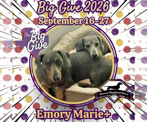 Emory Marie+ - Female Dachshund Dog for Adoption - Photo #4