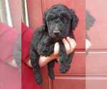 Small Photo #7 Aussiedoodle Puppy For Sale in COTTAGEVILLE, SC, USA