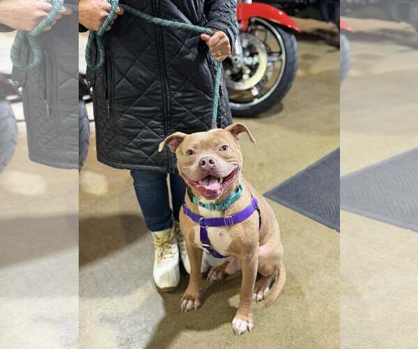 Medium Photo #8 American Staffordshire Terrier-Unknown Mix Puppy For Sale in Westwood, NJ, USA