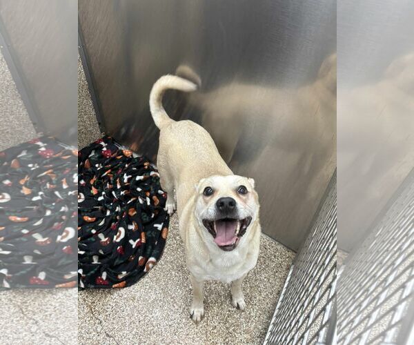 Medium Photo #1 Mutt Puppy For Sale in Martinsburg, WV, USA