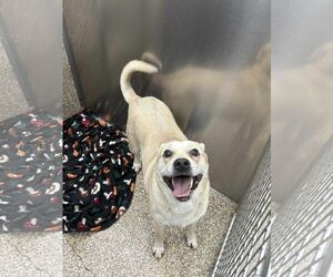 Mutt Dogs for adoption in Martinsburg, WV, USA