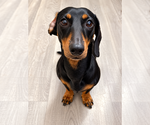 Cleo - Female Dachshund Dog for Adoption - Small photo