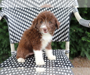 Aussiedoodle Miniature  Puppy for sale in SHILOH, OH, USA