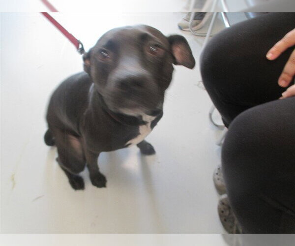 Medium Photo #1 American Pit Bull Terrier-Unknown Mix Puppy For Sale in Ocala, FL, USA