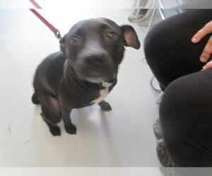 American Pit Bull Terrier-Unknown Mix Dogs for adoption in Ocala, FL, USA