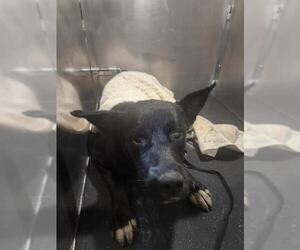 Labrador Retriever-Unknown Mix Dogs for adoption in San Antonio, TX, USA