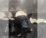 Small Labrador Retriever Mix