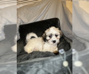 Maltipoo Puppy for sale in GLEN BURNIE, MD, USA