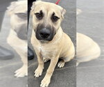 Small #1 German Shepherd Dog Mix