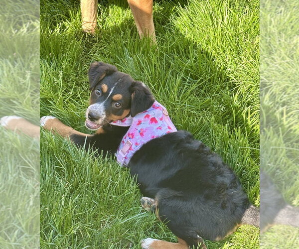 Medium Photo #2 Mutt Puppy For Sale in Mooresville, NC, USA