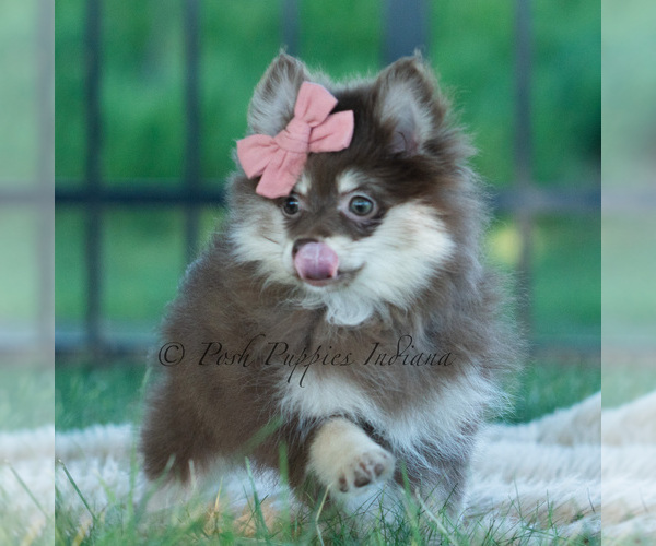 Medium Photo #11 Pomeranian Puppy For Sale in WARSAW, IN, USA
