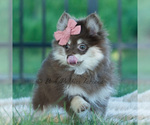 Small Photo #11 Pomeranian Puppy For Sale in WARSAW, IN, USA