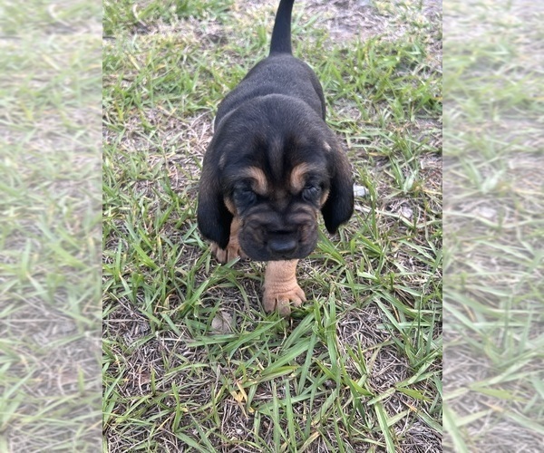 Medium Photo #1 Bloodhound Puppy For Sale in KISSIMMEE, FL, USA