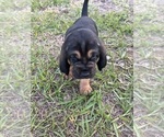 Small Bloodhound
