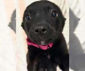 Mutt Dogs for adoption in Woodbury, NY, USA