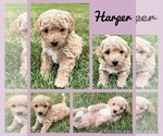 Puppy Harper Goldendoodle (Miniature)