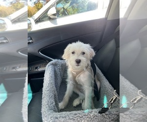 Maltipoo Puppy for sale in EL DORADO HILLS, CA, USA