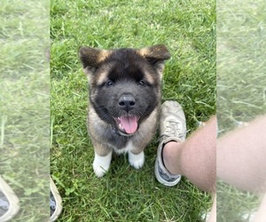 Akita Puppy for sale in LAWRENCE, KS, USA
