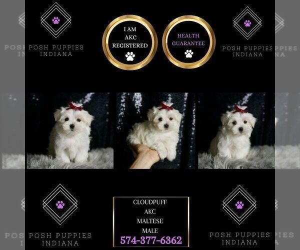 Medium Photo #3 Maltese Puppy For Sale in WARSAW, IN, USA