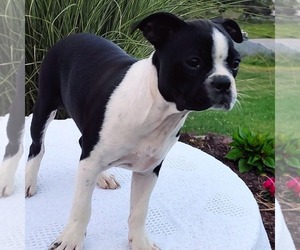 Boston Terrier Puppy for sale in MANHEIM, PA, USA