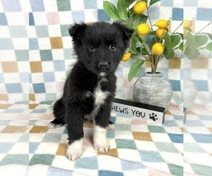 Miniature Australian Shepherd Puppy for sale in FRANKLIN, IN, USA