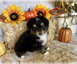 Small Photo #1 Miniature Australian Shepherd Puppy For Sale in ANTHONY, FL, USA