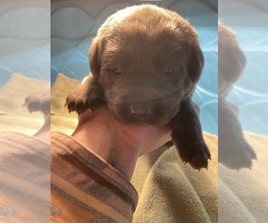 Labrador Retriever Puppy for sale in CEDAR VALE, KS, USA