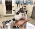 Small Huskies  Mix