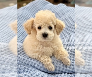Poodle (Miniature) Puppy for sale in FLAGSTAFF, AZ, USA