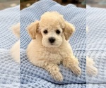 Chunk - Male Poodle (Miniature) Puppy for Sale - Small photo