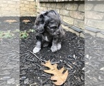 Small #20 Aussiedoodle-Poodle (Standard) Mix