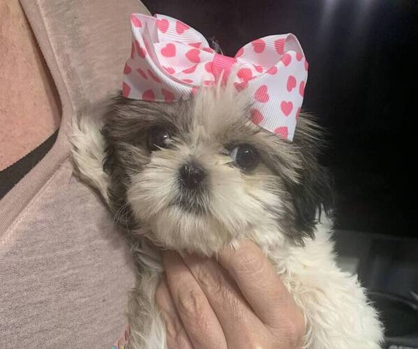 Medium Photo #1 Shih Tzu Puppy For Sale in CHIPLEY, FL, USA