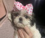Small Photo #1 Shih Tzu Puppy For Sale in CHIPLEY, FL, USA