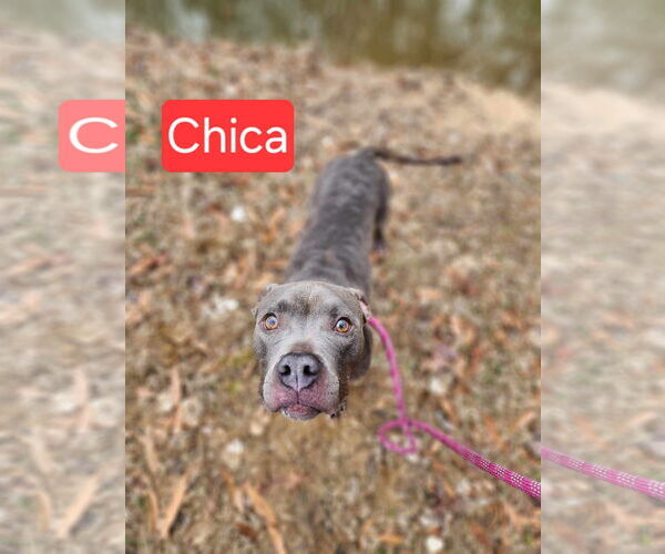 Medium Photo #2 American Staffordshire Terrier-Unknown Mix Puppy For Sale in NEWPORT NH, NH, USA
