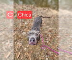Small #1 American Staffordshire Terrier Mix