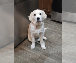 English Cream Golden Retriever Puppy for sale in OAKWOOD, IL, USA