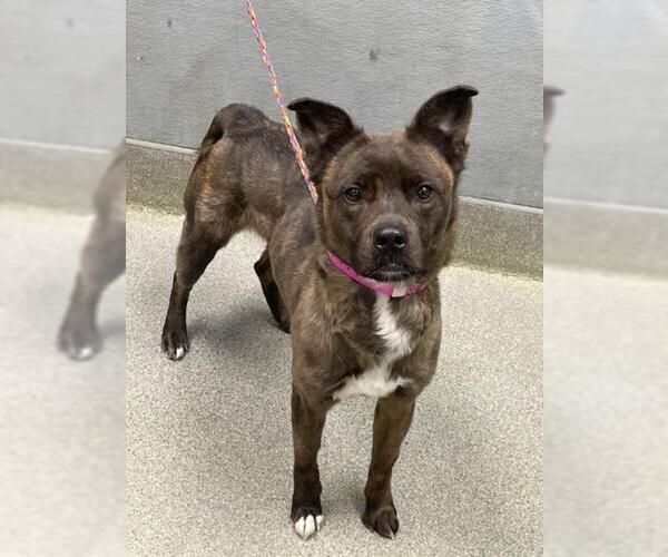 Medium Photo #1 Mutt Puppy For Sale in Las Vegas, NV, USA