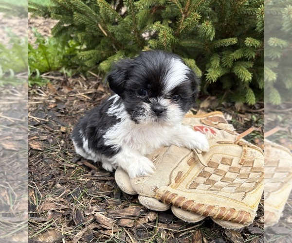 Medium Photo #2 Shih Tzu Puppy For Sale in MIDDLEBURY, IN, USA