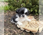 Small Photo #2 Shih Tzu Puppy For Sale in MIDDLEBURY, IN, USA