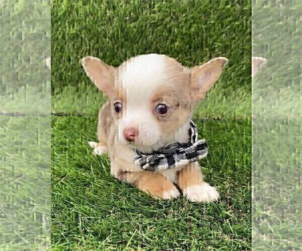 Medium Photo #15 Chihuahua Puppy For Sale in AVONDALE ESTATES, GA, USA