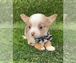 Small #14 Chihuahua