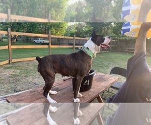 Mother of the Boxer puppies born on 08/12/2025