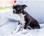 Small #9 Boston Terrier