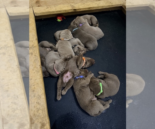 Medium Photo #1 Labrador Retriever Puppy For Sale in LINDEN, MI, USA