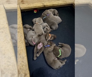 Labrador Retriever Litter for sale in LINDEN, MI, USA
