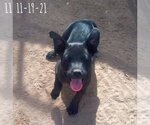 Small Photo #15 Labrador Retriever Puppy For Sale in Apple Valley, CA, USA