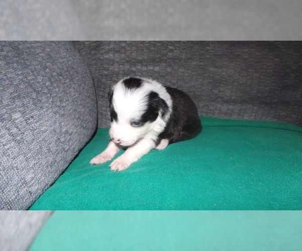 Medium Photo #7 Border Collie Puppy For Sale in AIKEN, SC, USA