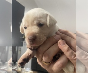Labrador Retriever Puppy for sale in WILDWOOD, FL, USA