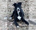 Small Photo #3 Collie-Labrador Retriever Mix Puppy For Sale in Yardley, PA, USA